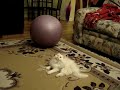 LoLiTa PucCi a.k.a. Lola - Jumping Around