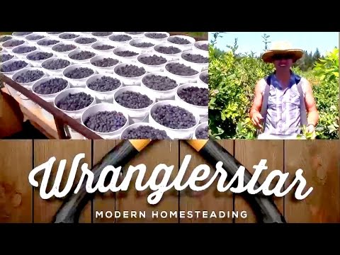 how to harvest blueberries
