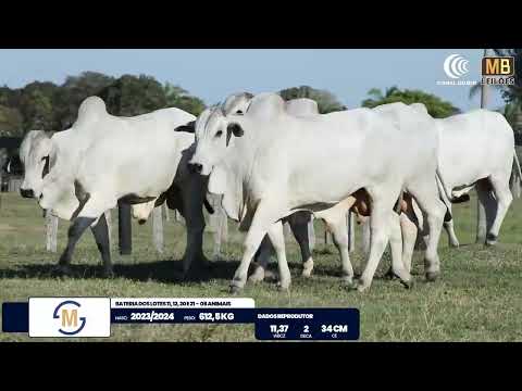 2� DE OLHO NA FAZENDA NELORE SESMARIAS