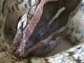 Python Eats Chick Alive