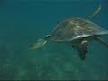 akumal.html