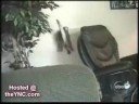 Funny Nutty Cats