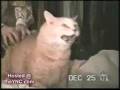 Funny Nutty Cats