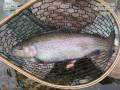 Fly and Spey Fishing New York & Massachusetts