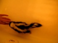 Baby skunks will follow anything, Mary Cummins, Animal Advocates