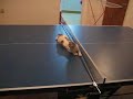Cat ping-pong