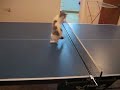 Cat ping-pong