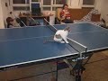 Cat ping-pong