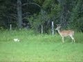 Confused DEER Courts FELINE