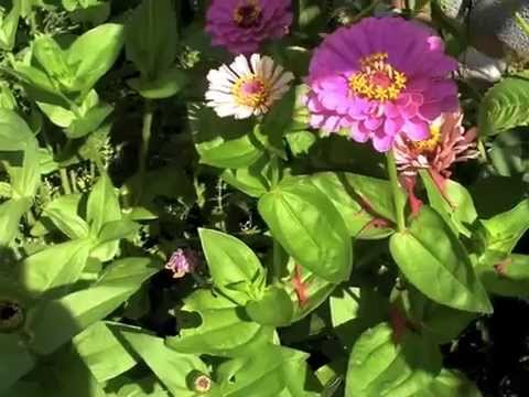 how to grow zinnias from seeds