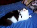 gatito jugando Kitten Playing - Golden Paradise Big Beng JW
