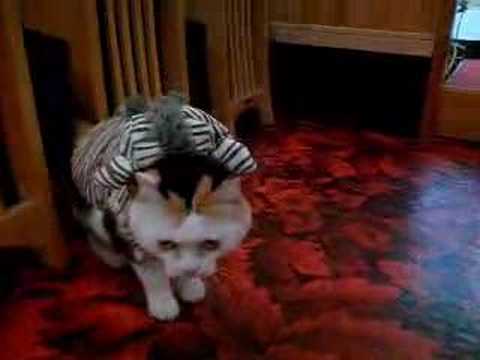 Re: Re: 三毛猫ぽめ店長 の シマウマに変身 (3/3)Youtube(ユーチューブ・ゆーちゅーぶ)・Dailymotion動画