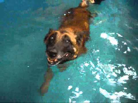 MalinoisFlint_012012.wmv