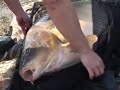 carp-fishing-big-carps.html