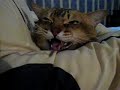 Timotei Yelping Again