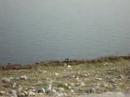 Snipe Feeding - Khabeki Lake, RAMSAR Site