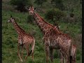 scatterlings of africa scatterlings of africa