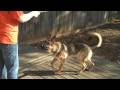 RAMBO attack of the Puppa! RAMBO attack of the Puppa!