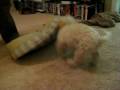 videos de humping - take 2