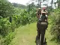 Balade en éléphant Balade en éléphant