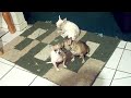 mutts2 010