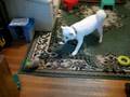 Bobo vs. Ferret Toy