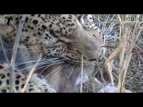 male leopard