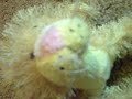 Webkinz at McDonalds FUNNY