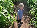 2003 - Running through the corn maze at Tanaka Farms