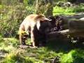Braunbär Max im Tierpark Olderdissen in Bielefeld