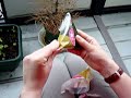 Ume Onigiri