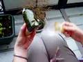 Ume Onigiri