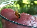 Chinese Flesh Eating Wasp