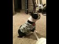 Boston Terrier Dancing