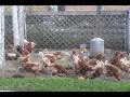 Raising Chickens for Eggs