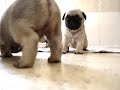 mops pug puppies 30 day old just start to walk