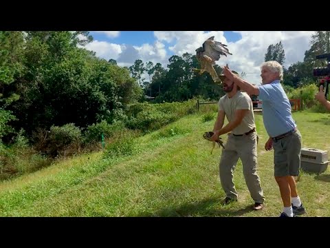 YouTube reptile video