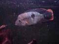 Aequidens rivulatus 1