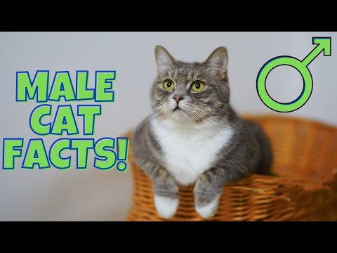 12 Surprising Facts About Male Cats (#9 is Disturbing)