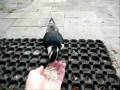 Bird eats out of my hand