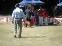 ESPECIALIZADA DOGO DE BURDEOS MAYO 2008 MEXICO D.F. CCDDB ESPECIALIZADA DOGO DE BURDEOS MAYO 2008 MEXICO D.F. CCDDB