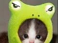 Animaux Drol