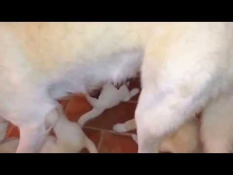 how to care for a 6 wk old puppy