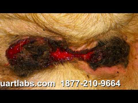 how to treat sores on udders