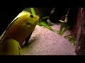 Riproduzione Labidochromis Caeruleus Under Water Riproduzione Labidochromis Caeruleus Under Water