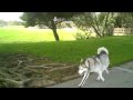 Workout with Lexxa - Longboard style...