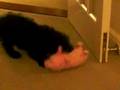 Joey: dog kills pig ( 2 months 18 days)