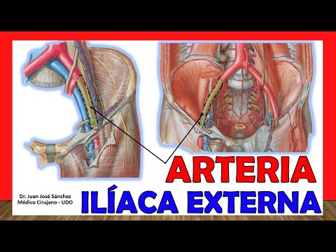 🥇 ARTERIA ILÍACA EXTERNA. ¡Anatomía fácil, rápida y sencilla!
