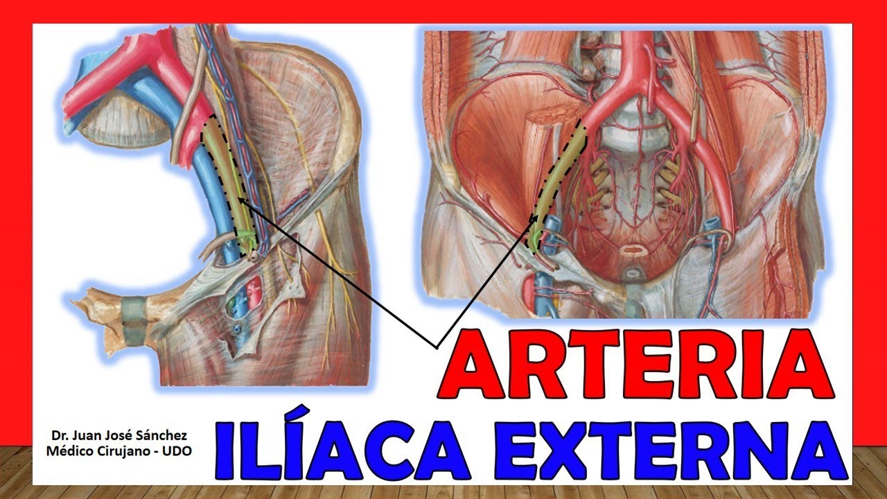 🥇 ARTERIA ILÍACA EXTERNA. ¡Anatomía fácil, rápida y sencilla!