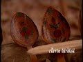 Ellerin Türküsü - Tarakl? ?im?ir Ka??k 1 Ellerin Türküsü - Tarakl? ?im?ir Ka??k 1